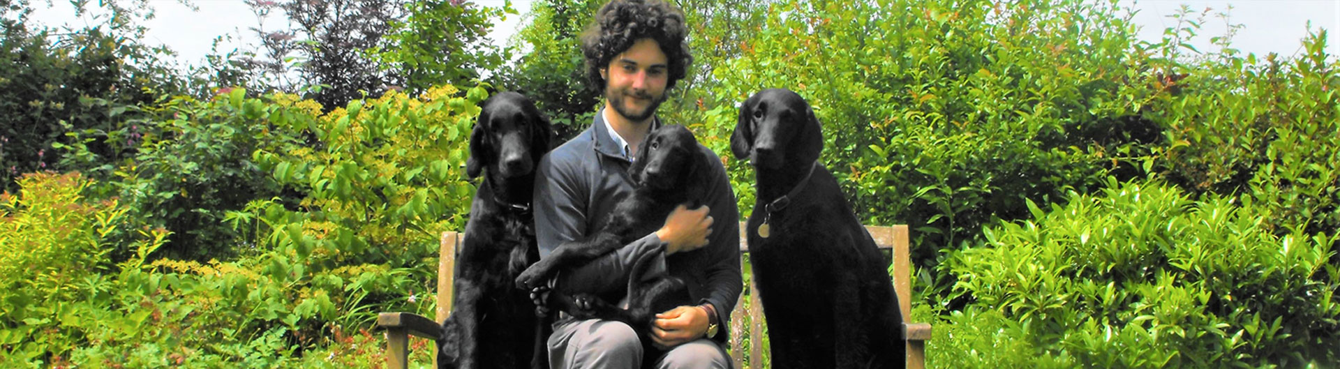 Merry Dogs